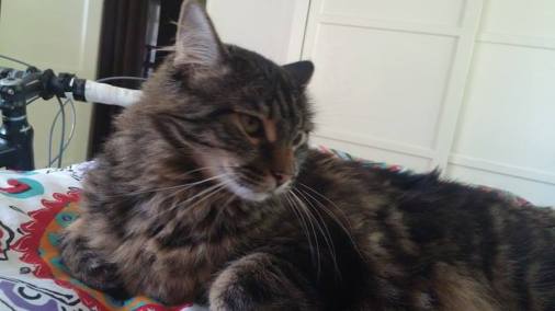 13607788_10100918511113553_337610483_n